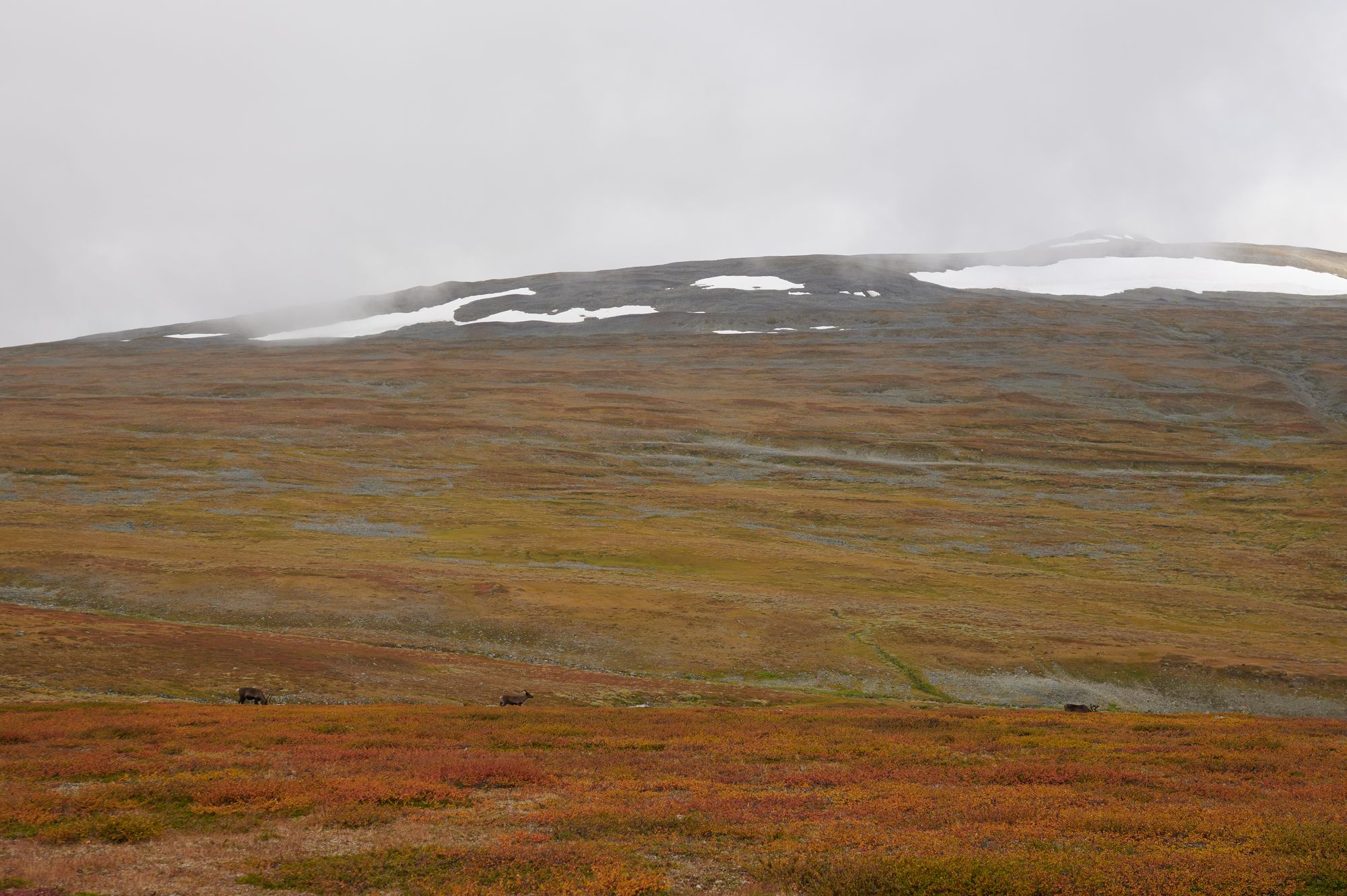 Kungsleden with a toddler - part 1: Abisko to Vakkotovare