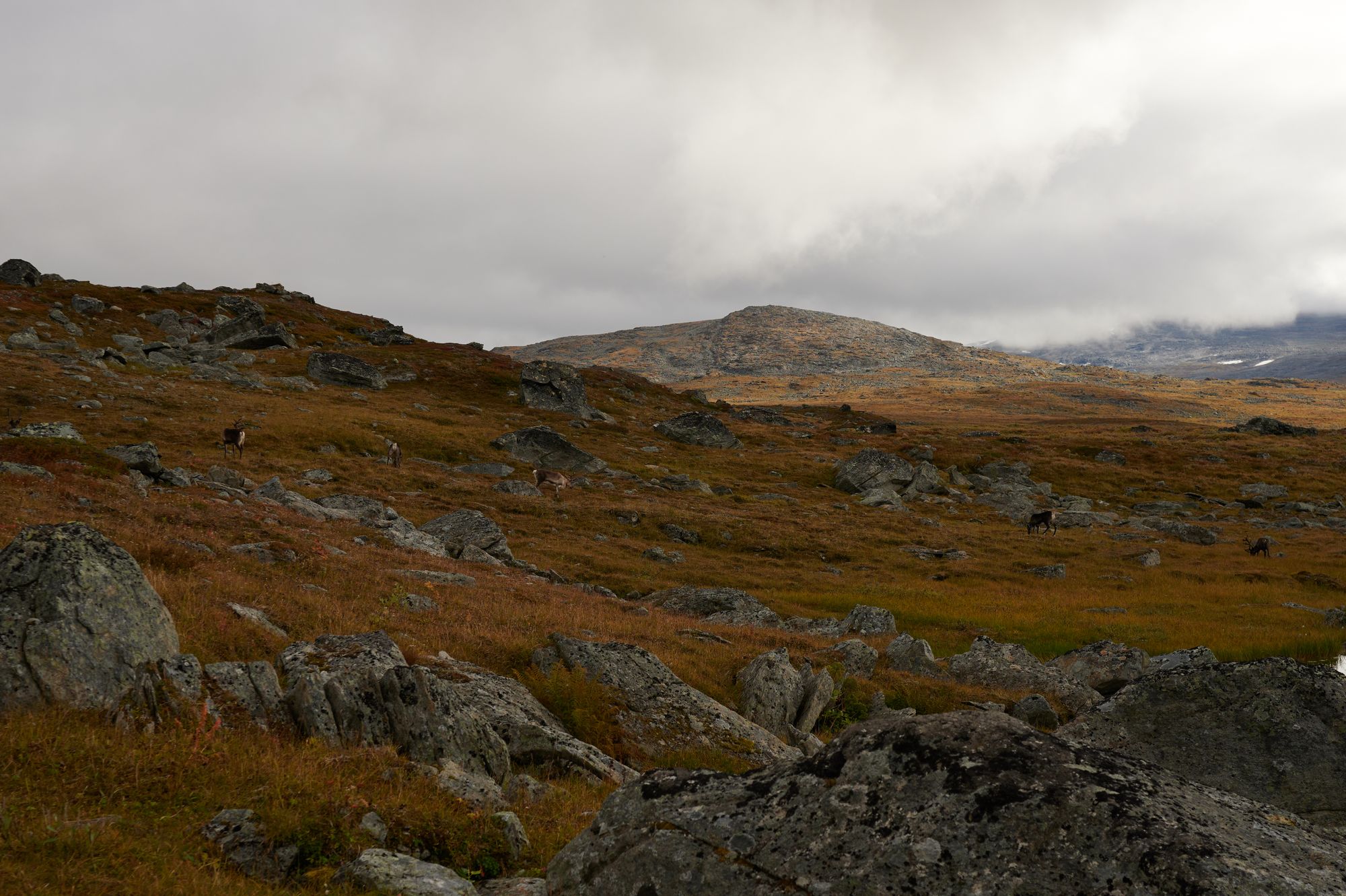 Kungsleden with a toddler - part 1: Abisko to Vakkotovare